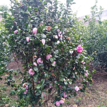 茶花