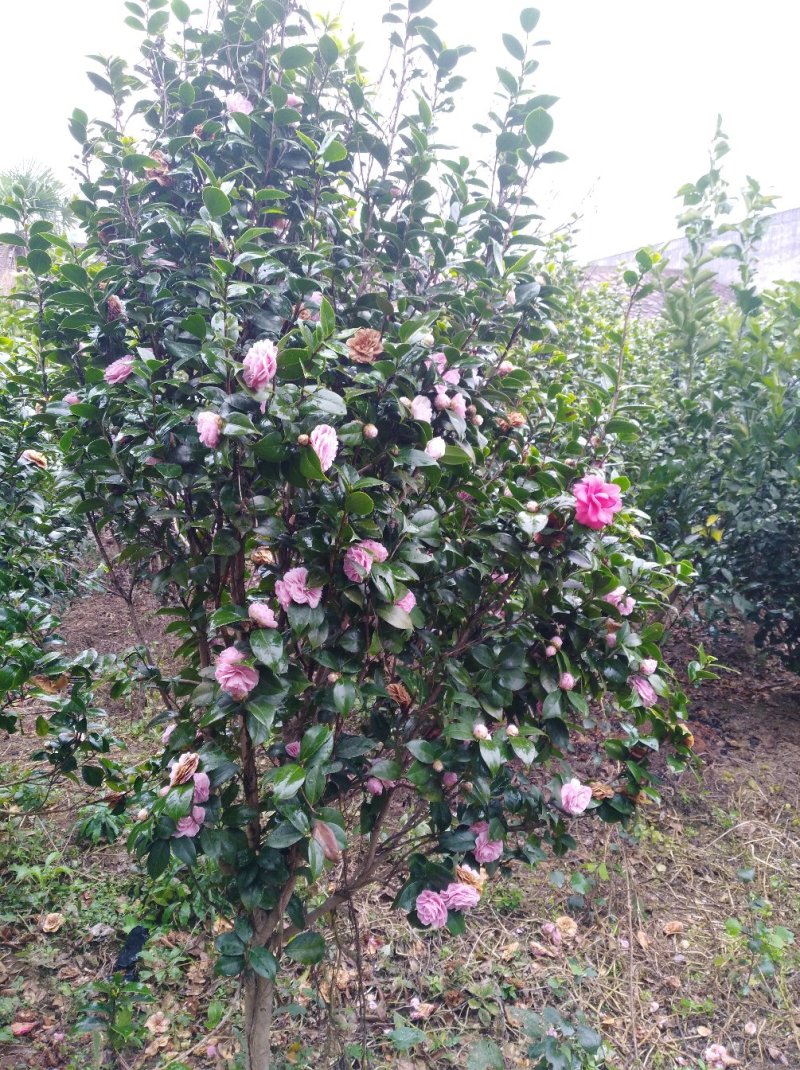 茶花