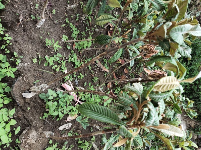 枇杷苗，嫁接枇杷，川西苗木种植有限公司各种优质嫁接苗均有