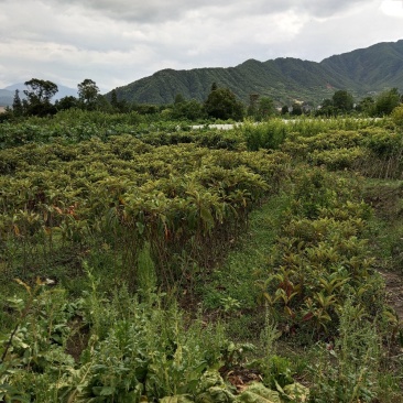 枇杷苗，嫁接枇杷，川西苗木种植有限公司各种优质嫁接苗均有