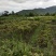 枇杷苗，嫁接枇杷，川西苗木种植有限公司各种优质嫁接苗均有