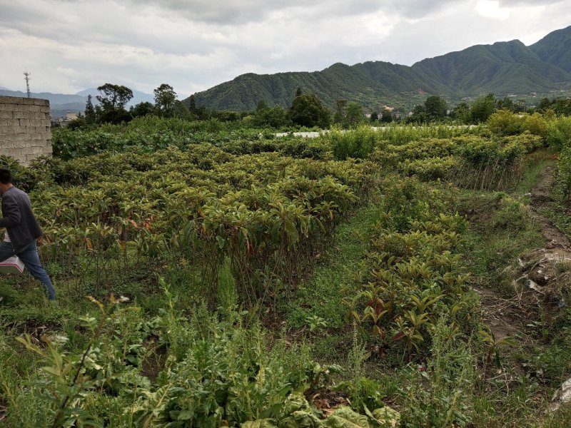 枇杷苗，嫁接枇杷，川西苗木种植有限公司各种优质嫁接苗均有