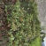 枇杷苗，嫁接枇杷，川西苗木种植有限公司各种优质嫁接苗均有