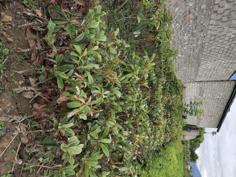 枇杷苗，嫁接枇杷，川西苗木种植有限公司各种优质嫁接苗均有
