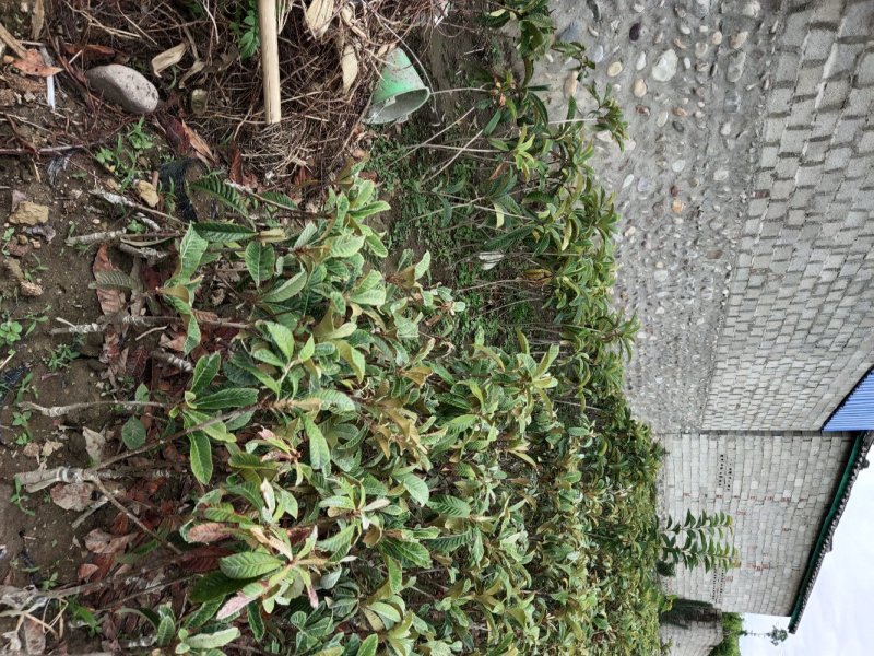 枇杷苗，嫁接枇杷，川西苗木种植有限公司各种优质嫁接苗均有