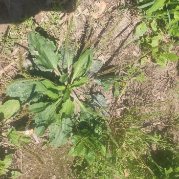 野生车前草鲜货