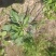 野生车前草鲜货
