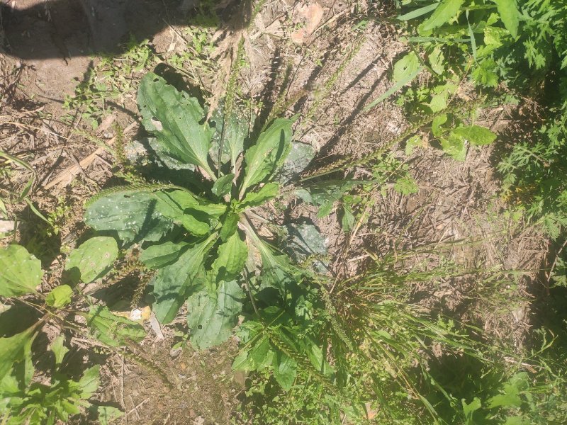 野生车前草鲜货