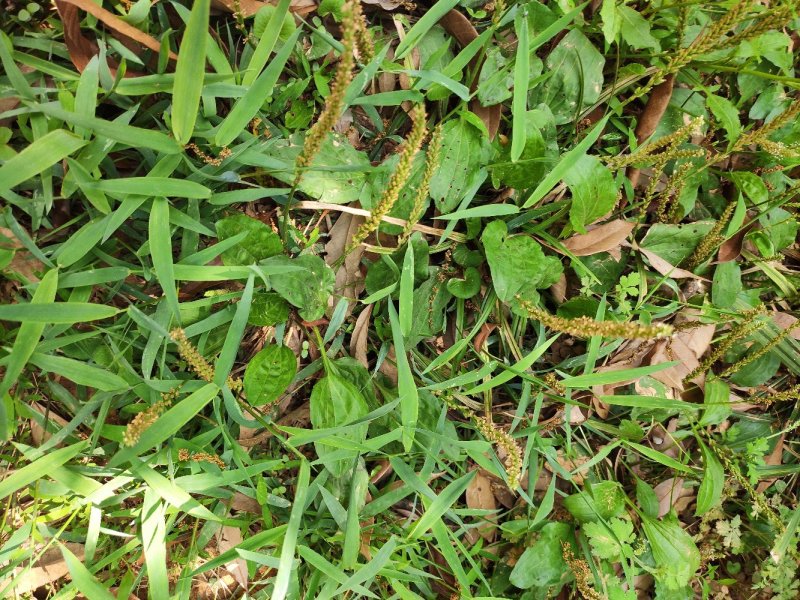 野生车前草鲜货