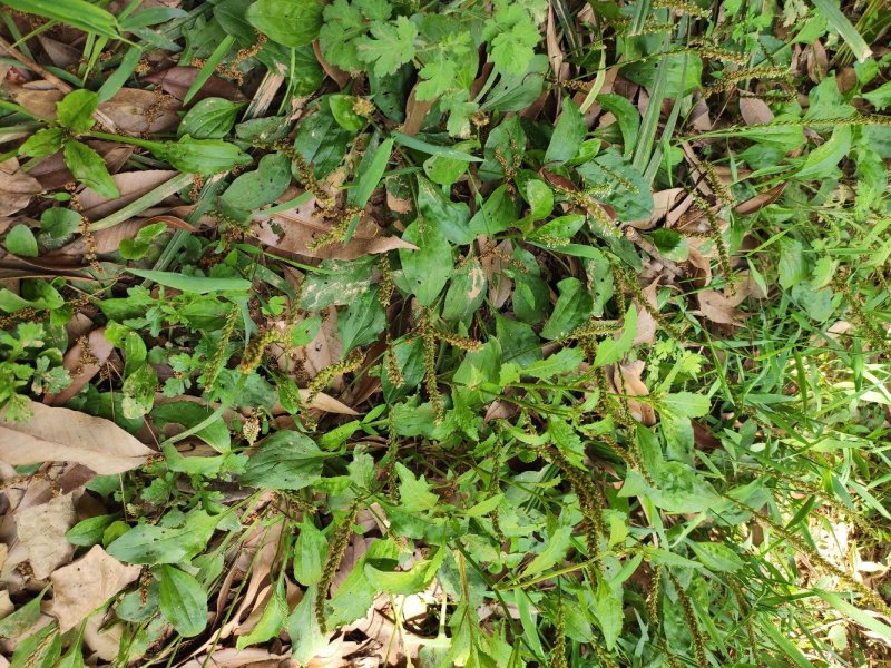 野生车前草鲜货
