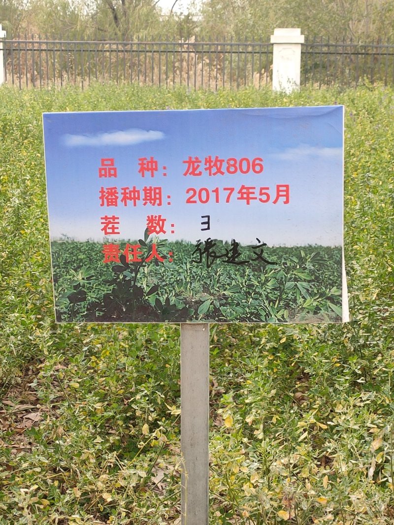 苜蓿草甘肃苜蓿草批发玉门胜陇源苜蓿草苜蓿草价格便宜