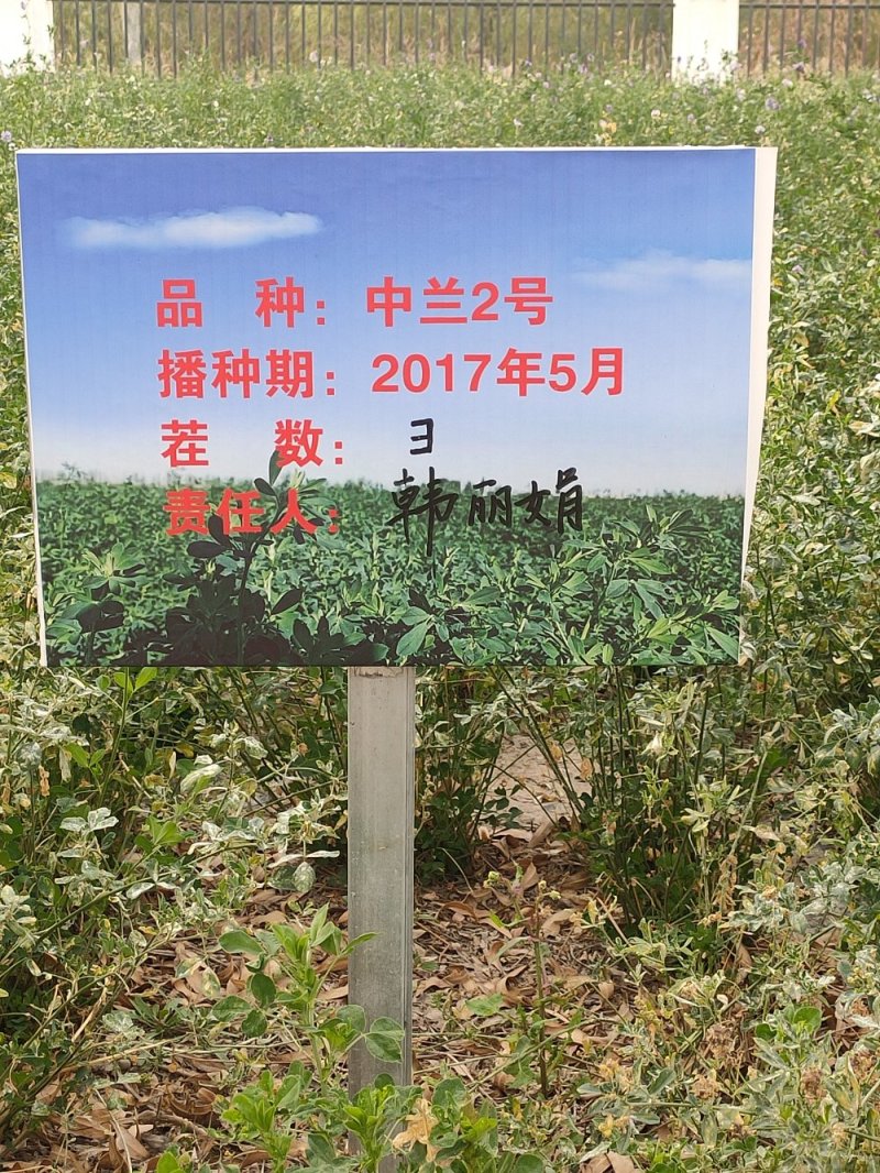 苜蓿草甘肃苜蓿草批发玉门胜陇源苜蓿草苜蓿草价格便宜