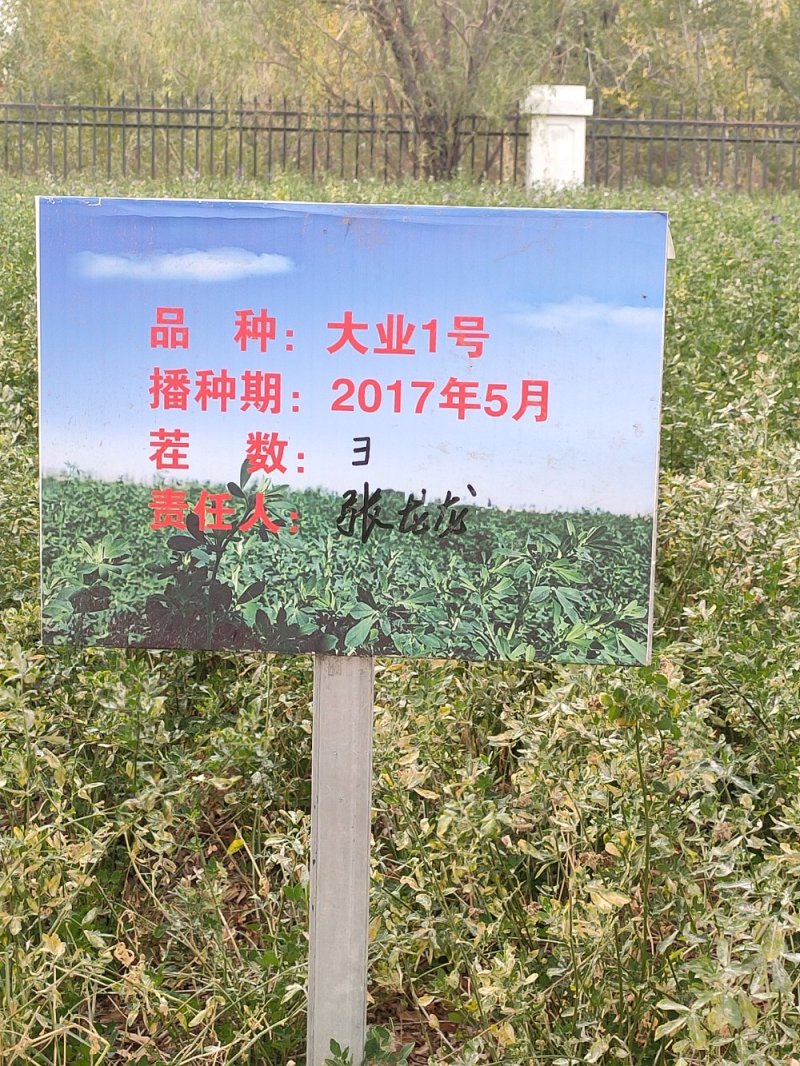 苜蓿草甘肃苜蓿草批发玉门胜陇源苜蓿草苜蓿草价格便宜