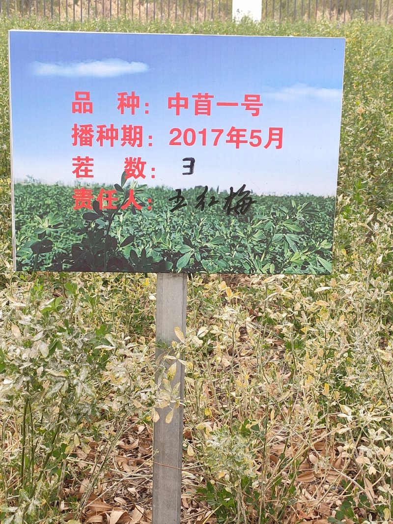 苜蓿草甘肃苜蓿草批发玉门胜陇源苜蓿草苜蓿草价格便宜