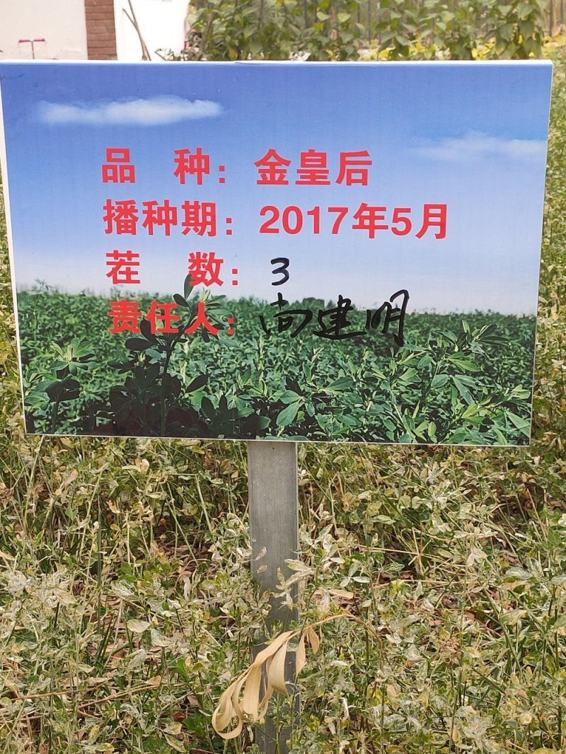 苜蓿草甘肃苜蓿草批发玉门胜陇源苜蓿草苜蓿草价格便宜