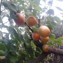 红杏产业园，专产优质甜杏