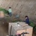 农科院特派员基地，脱毒哈密红薯苗，玛莎莉红薯苗