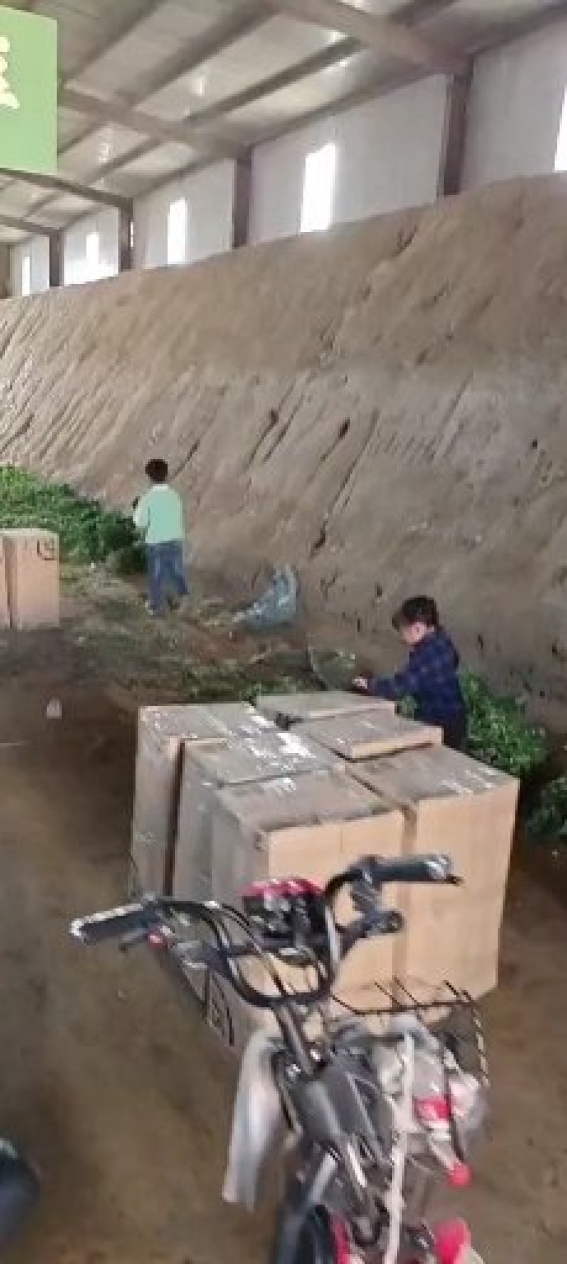 农科院特派员基地，脱毒哈密红薯苗，玛莎莉红薯苗