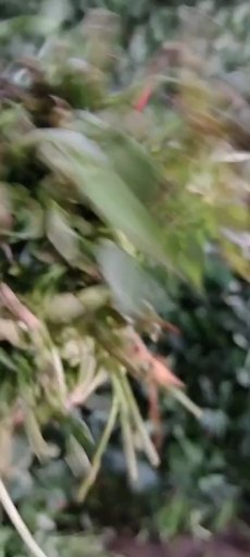 农科院特派员基地，脱毒哈密红薯苗，玛莎莉红薯苗