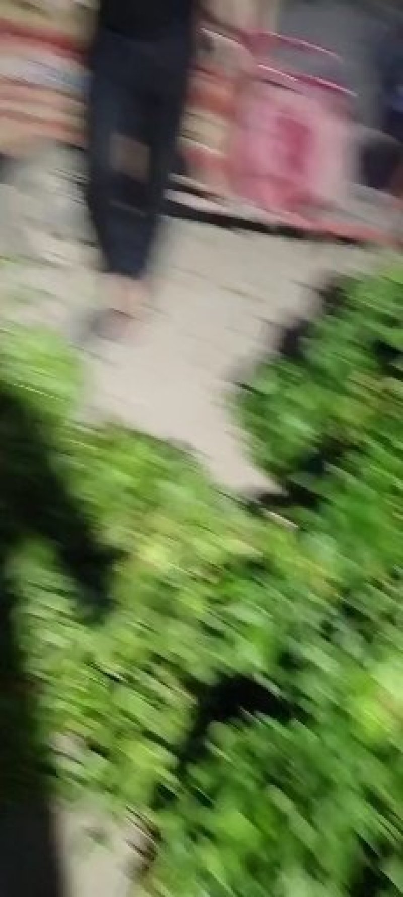 农科院特派员基地，脱毒哈密红薯苗，玛莎莉红薯苗