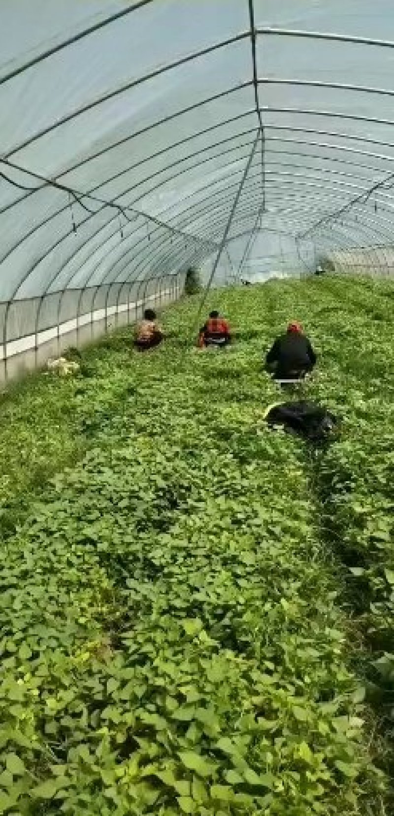 农科院特派员基地，脱毒哈密红薯苗，玛莎莉红薯苗