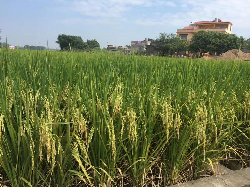 水稻种子