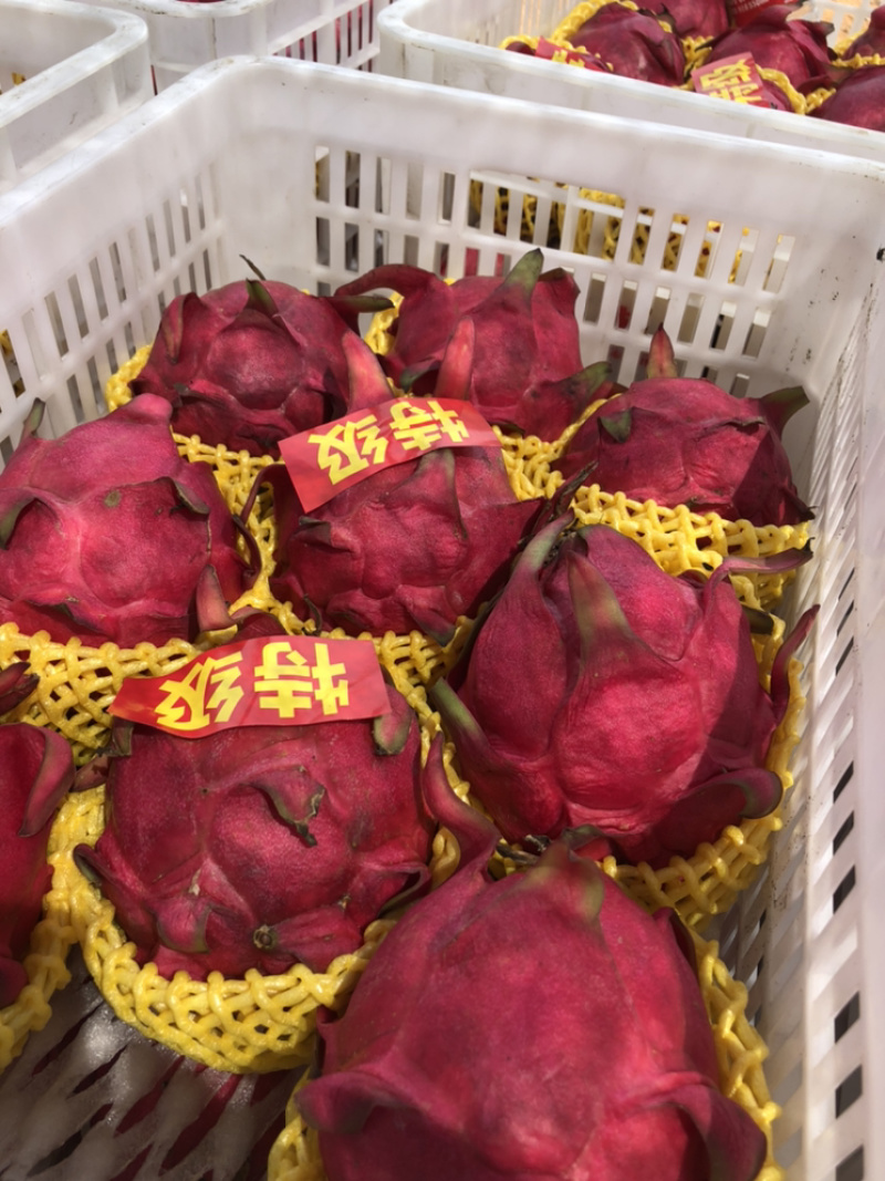 火龙果