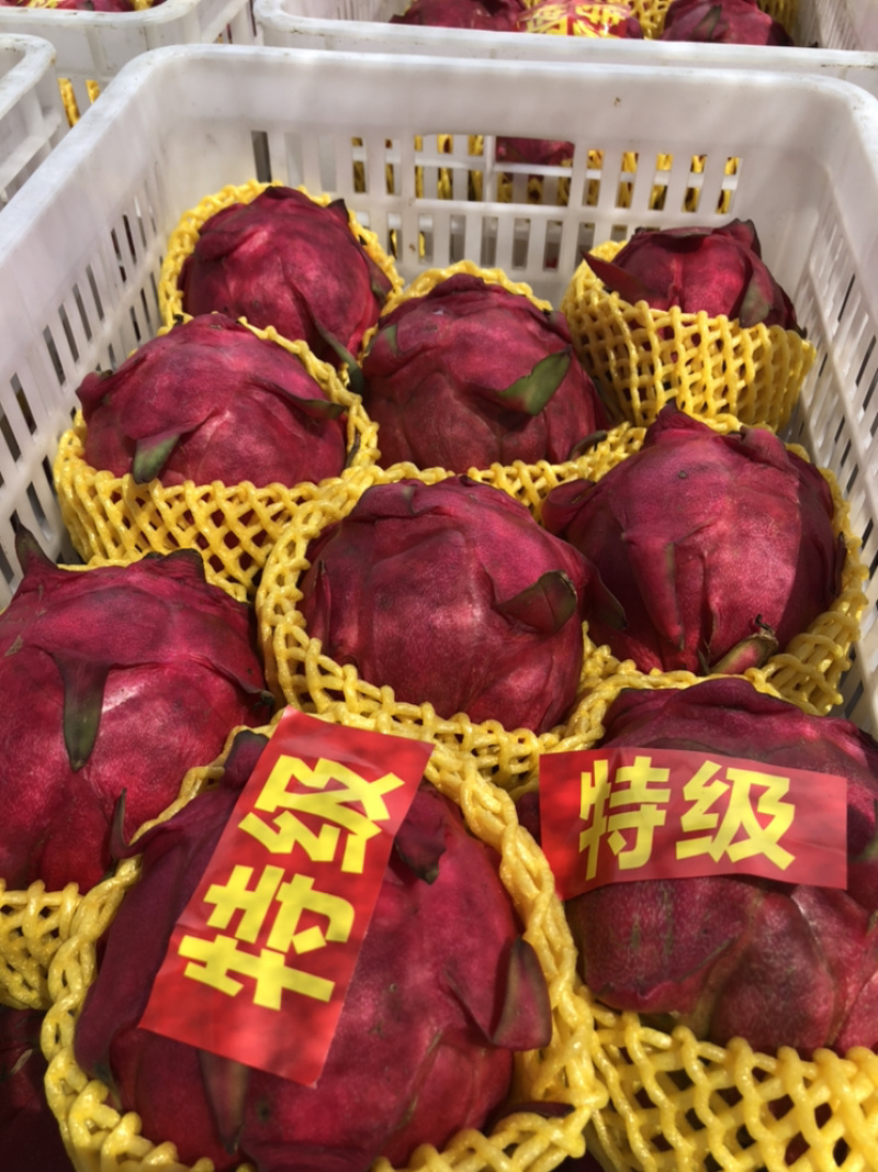 火龙果
