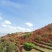 大红杜鹃花映山红
