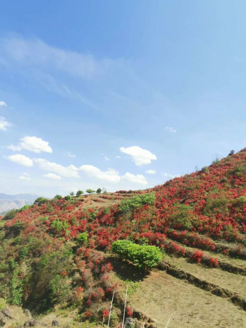 大红杜鹃花映山红