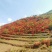 大红杜鹃花映山红