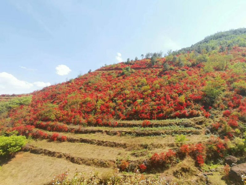 大红杜鹃花映山红