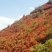 大红杜鹃花映山红