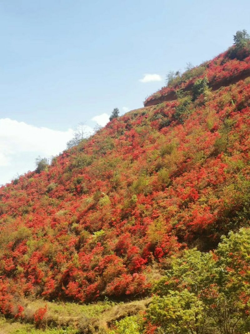 大红杜鹃花映山红