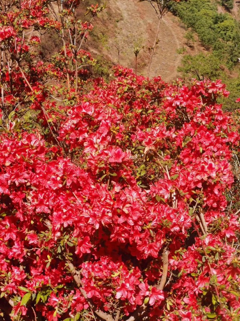 大红杜鹃花映山红