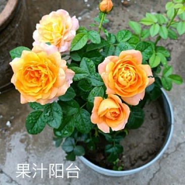 新品带花苞果汁阳台躲躲藏藏玫瑰花苗浓香月季玫瑰微型月季