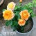 新品带花苞果汁阳台躲躲藏藏玫瑰花苗浓香月季玫瑰微型月季