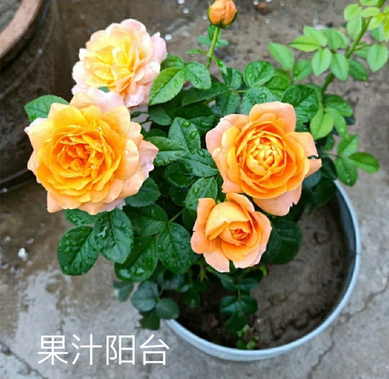 新品带花苞果汁阳台躲躲藏藏玫瑰花苗浓香月季玫瑰微型月季