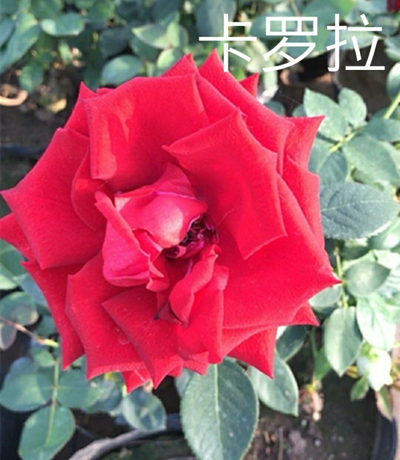 新品带花苞果汁阳台躲躲藏藏玫瑰花苗浓香月季玫瑰微型月季