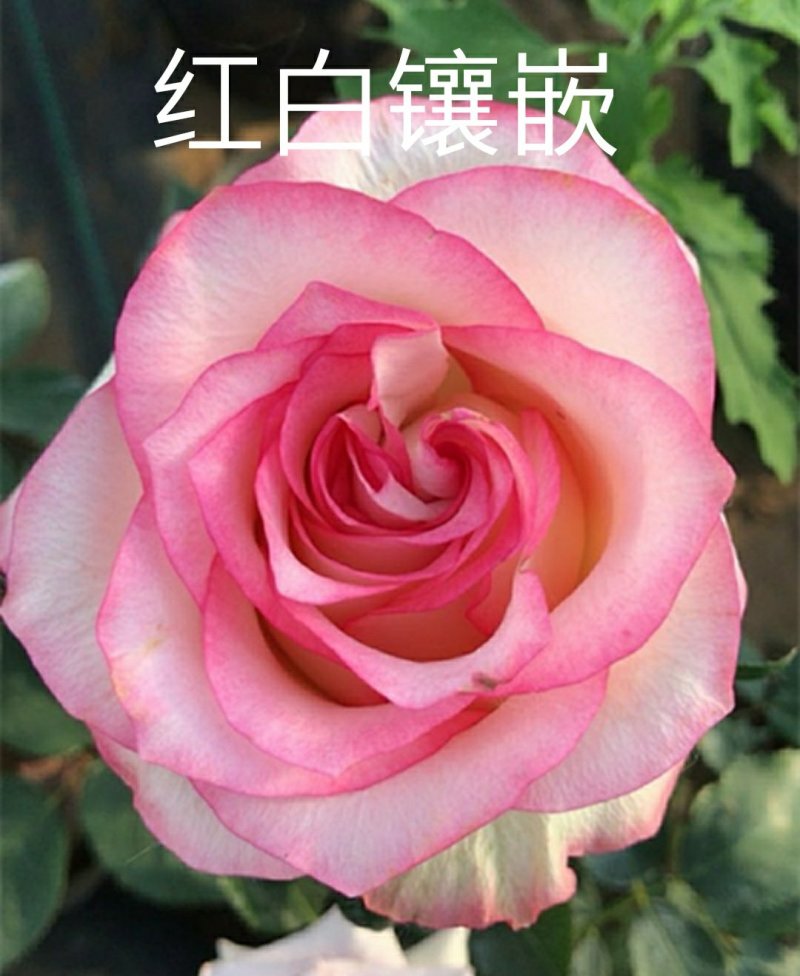 新品带花苞果汁阳台躲躲藏藏玫瑰花苗浓香月季玫瑰微型月季