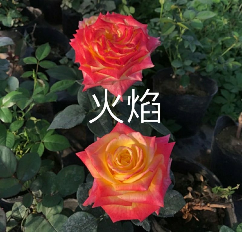 新品带花苞果汁阳台躲躲藏藏玫瑰花苗浓香月季玫瑰微型月季