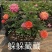 新品带花苞果汁阳台躲躲藏藏玫瑰花苗浓香月季玫瑰微型月季