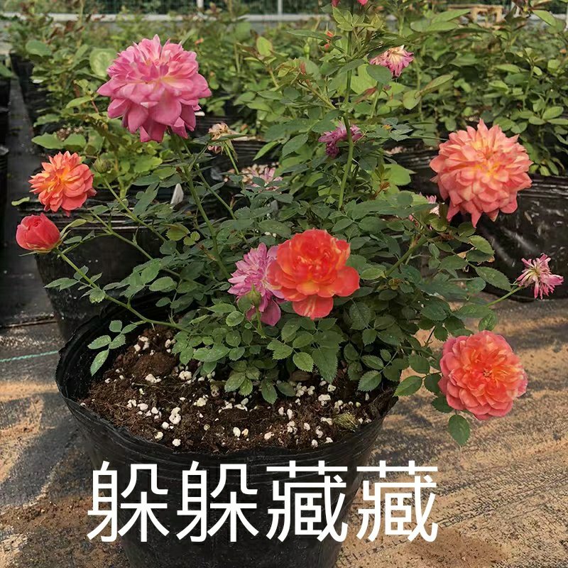 新品带花苞果汁阳台躲躲藏藏玫瑰花苗浓香月季玫瑰微型月季