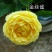新品带花苞果汁阳台躲躲藏藏玫瑰花苗浓香月季玫瑰微型月季