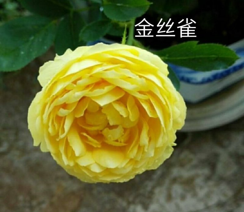 新品带花苞果汁阳台躲躲藏藏玫瑰花苗浓香月季玫瑰微型月季