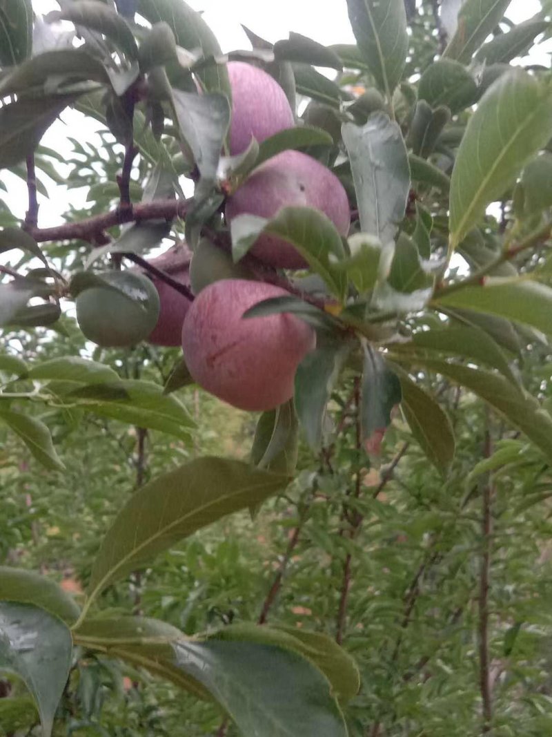 鸡血李