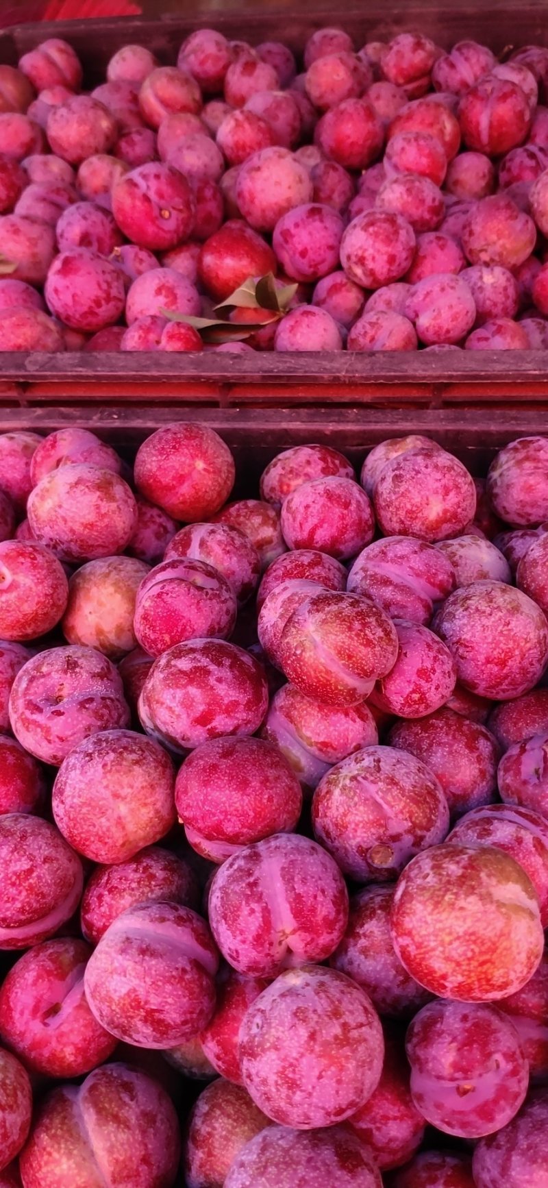 鸡血李