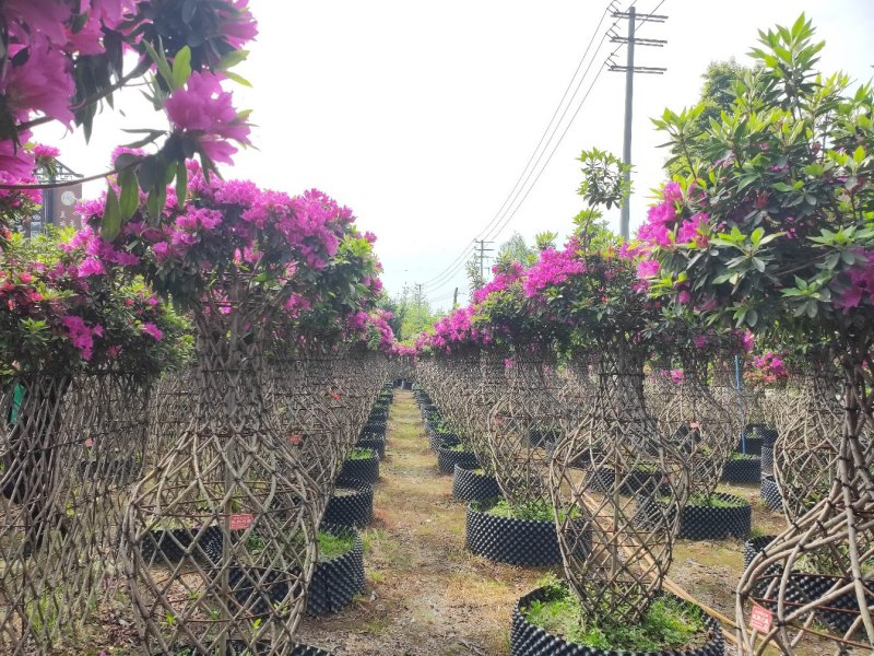 杜鹃造型花瓶，杜鹃花瓶，杜鹃柱，杜鹃造型