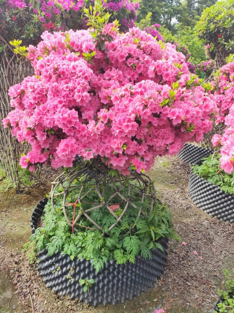 杜鹃造型花瓶，杜鹃花瓶，杜鹃柱，杜鹃造型