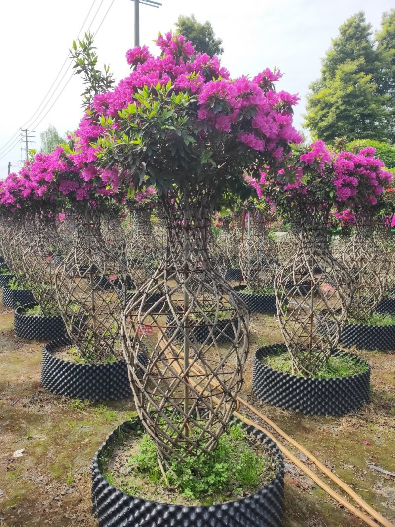 杜鹃造型花瓶，杜鹃花瓶，杜鹃柱，杜鹃造型